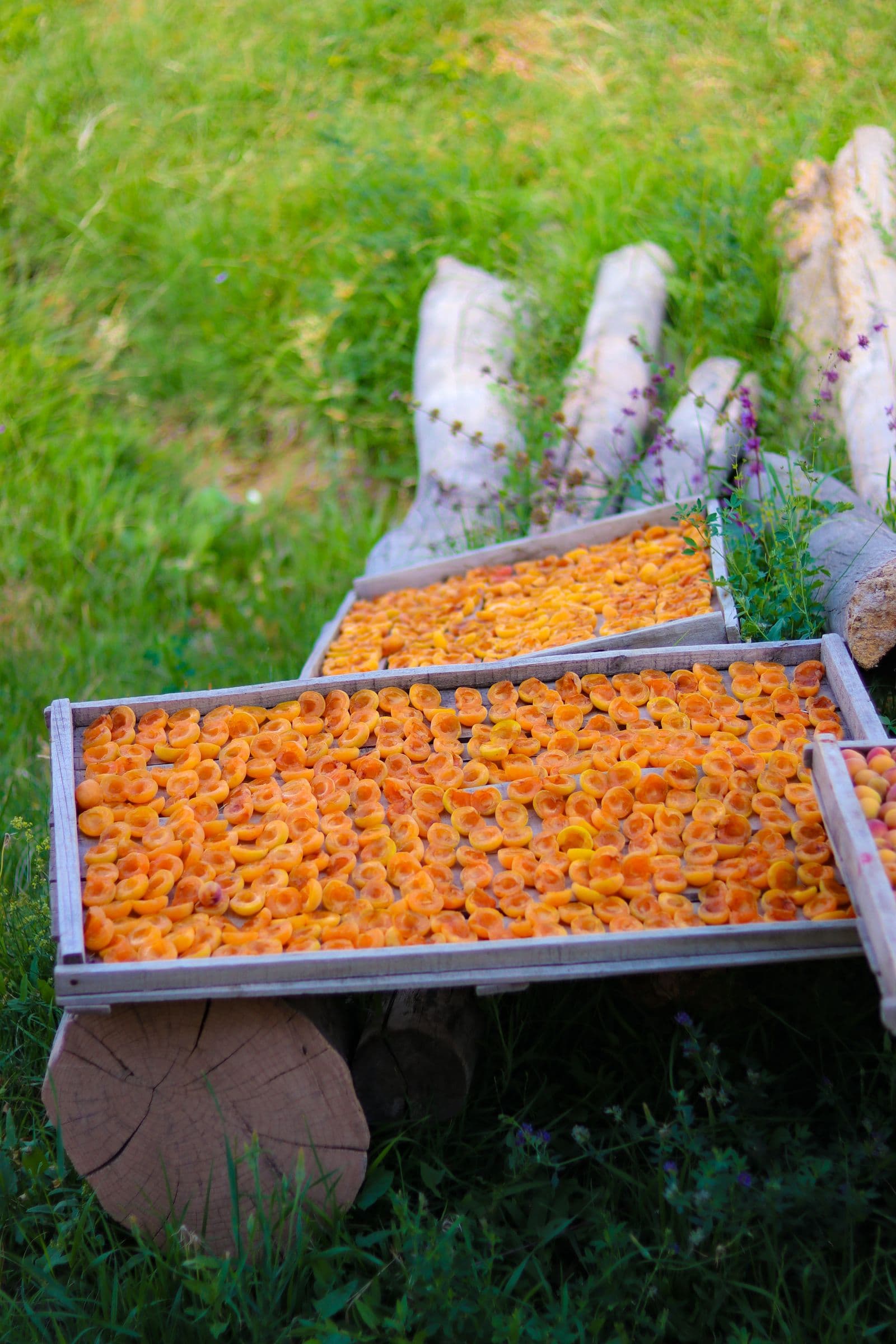 Apricots laid out to dry in the sun on wooden trays at the drying yard