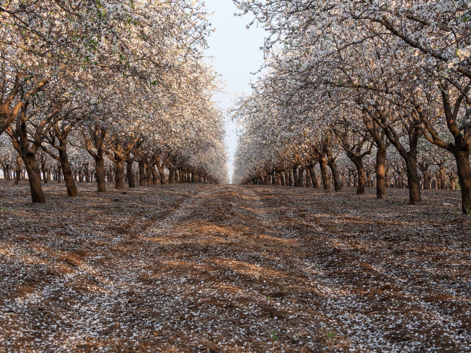 An almond orchard in blossom at one of our partner farms